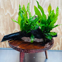 Scapeshop.com.au One Only Double Indo Microsorum (Java Fern) plus Bucephalandra Driftwood Creation - One Only - Inspire Double Indo Microsorum (Java Fern) plus Bucephalandra Driftwood Creation - One Only - Inspire