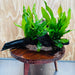Scapeshop.com.au One Only Double Indo Microsorum (Java Fern) plus Bucephalandra Driftwood Creation - One Only - Inspire Double Indo Microsorum (Java Fern) plus Bucephalandra Driftwood Creation - One Only - Inspire