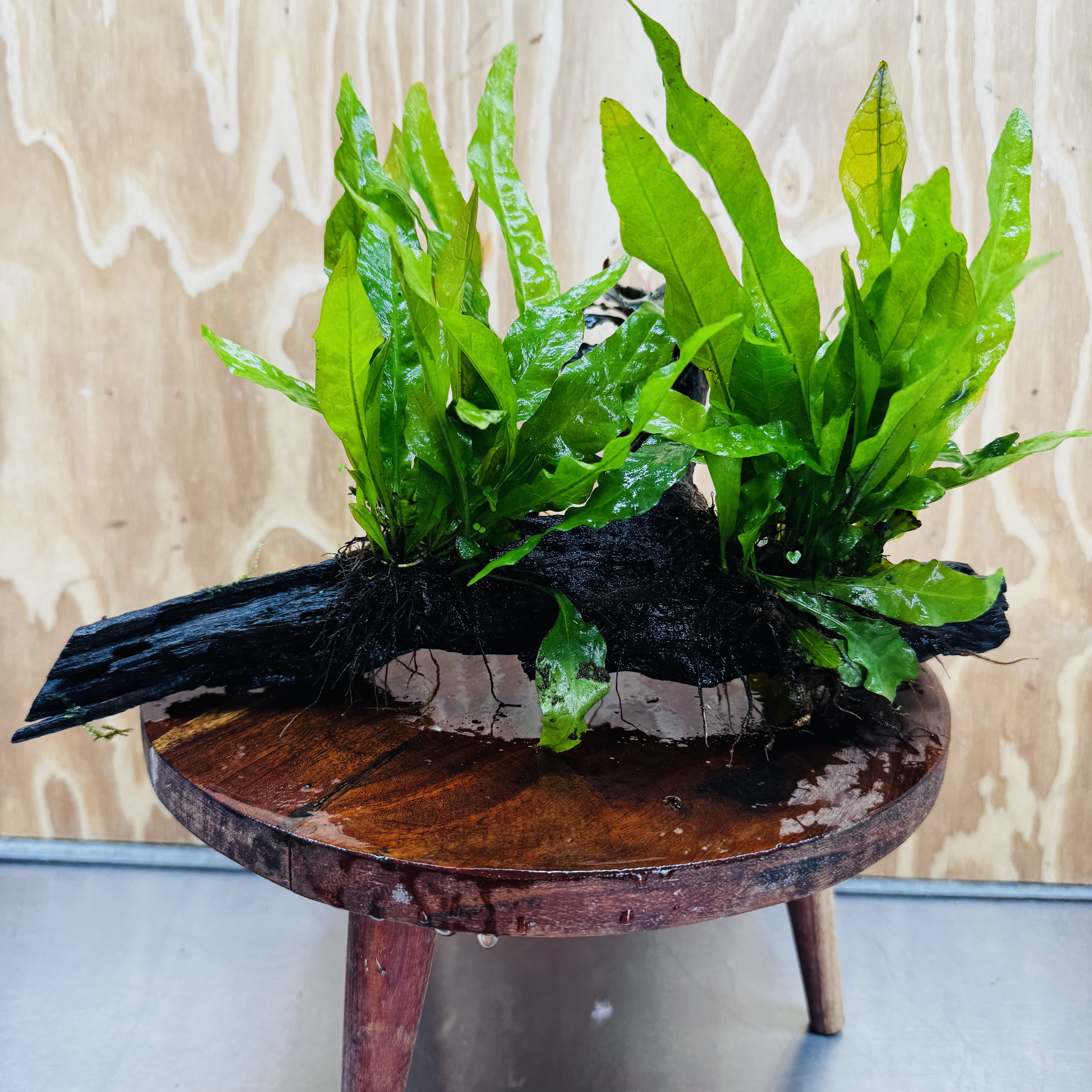 Scapeshop.com.au One Only Double Indo Microsorum (Java Fern) plus Bucephalandra Driftwood Creation - One Only - Inspire Double Indo Microsorum (Java Fern) plus Bucephalandra Driftwood Creation - One Only - Inspire