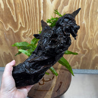 Scapeshop.com.au One Only Double Microsorum - Crested plus Indo (Java Fern) Driftwood Creation - One Only - Tunnel Double Microsorum - Crested plus Indo (Java Fern) Driftwood Creation - One Only - Tunnel
