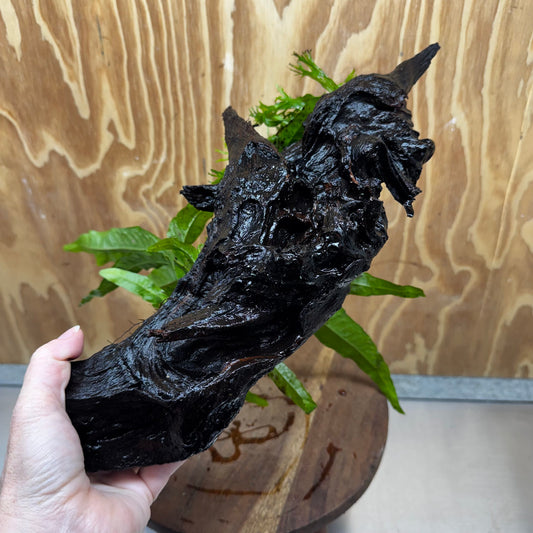 Scapeshop.com.au One Only Double Microsorum - Crested plus Indo (Java Fern) Driftwood Creation - One Only - Tunnel Double Microsorum - Crested plus Indo (Java Fern) Driftwood Creation - One Only - Tunnel