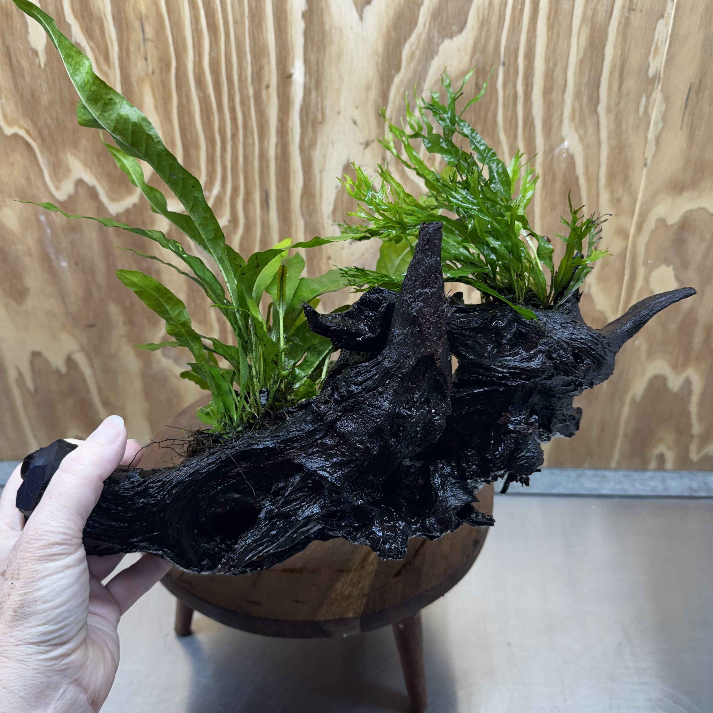 Scapeshop.com.au One Only Double Microsorum - Crested plus Indo (Java Fern) Driftwood Creation - One Only - Tunnel Double Microsorum - Crested plus Indo (Java Fern) Driftwood Creation - One Only - Tunnel