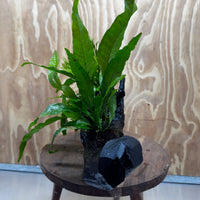 Scapeshop.com.au One Only Double Microsorum - Crested plus Indo (Java Fern) Driftwood Creation - One Only - Tunnel Double Microsorum - Crested plus Indo (Java Fern) Driftwood Creation - One Only - Tunnel