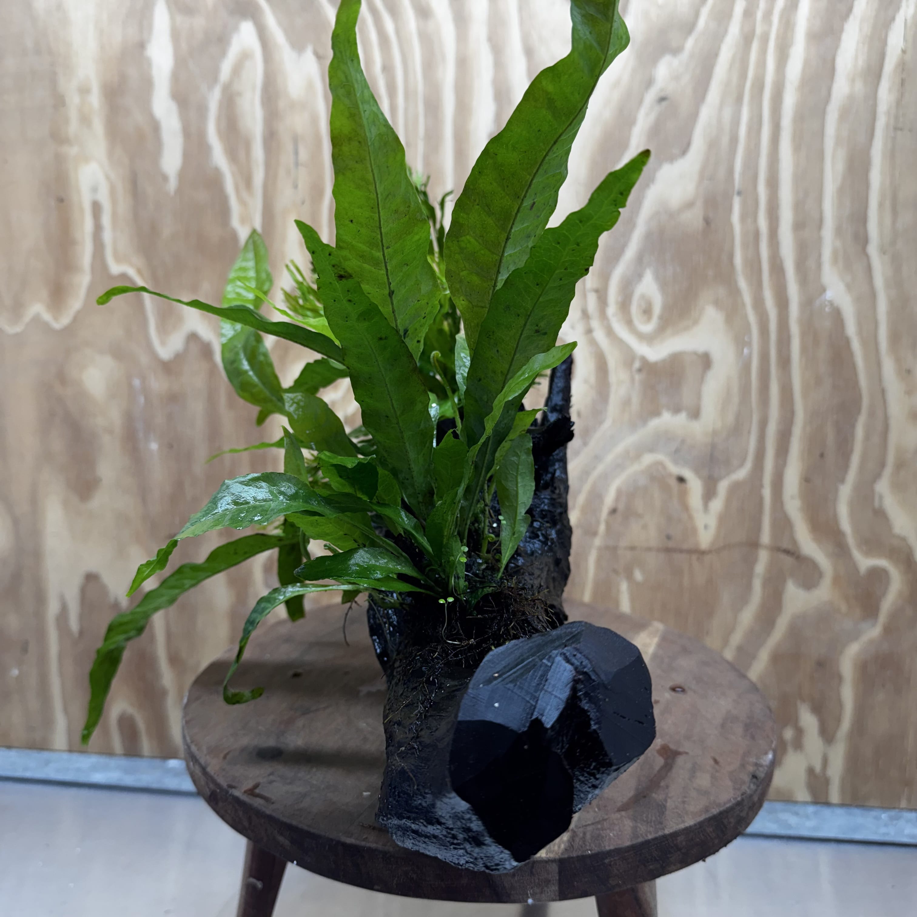 Scapeshop.com.au One Only Double Microsorum - Crested plus Indo (Java Fern) Driftwood Creation - One Only - Tunnel Double Microsorum - Crested plus Indo (Java Fern) Driftwood Creation - One Only - Tunnel