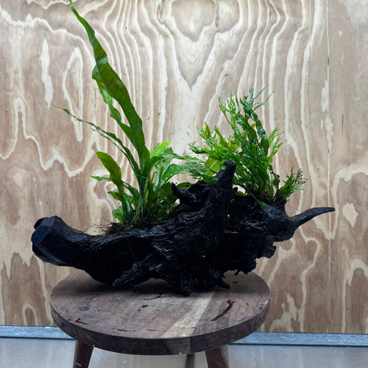 Scapeshop.com.au One Only Double Microsorum - Crested plus Indo (Java Fern) Driftwood Creation - One Only - Tunnel Double Microsorum - Crested plus Indo (Java Fern) Driftwood Creation - One Only - Tunnel