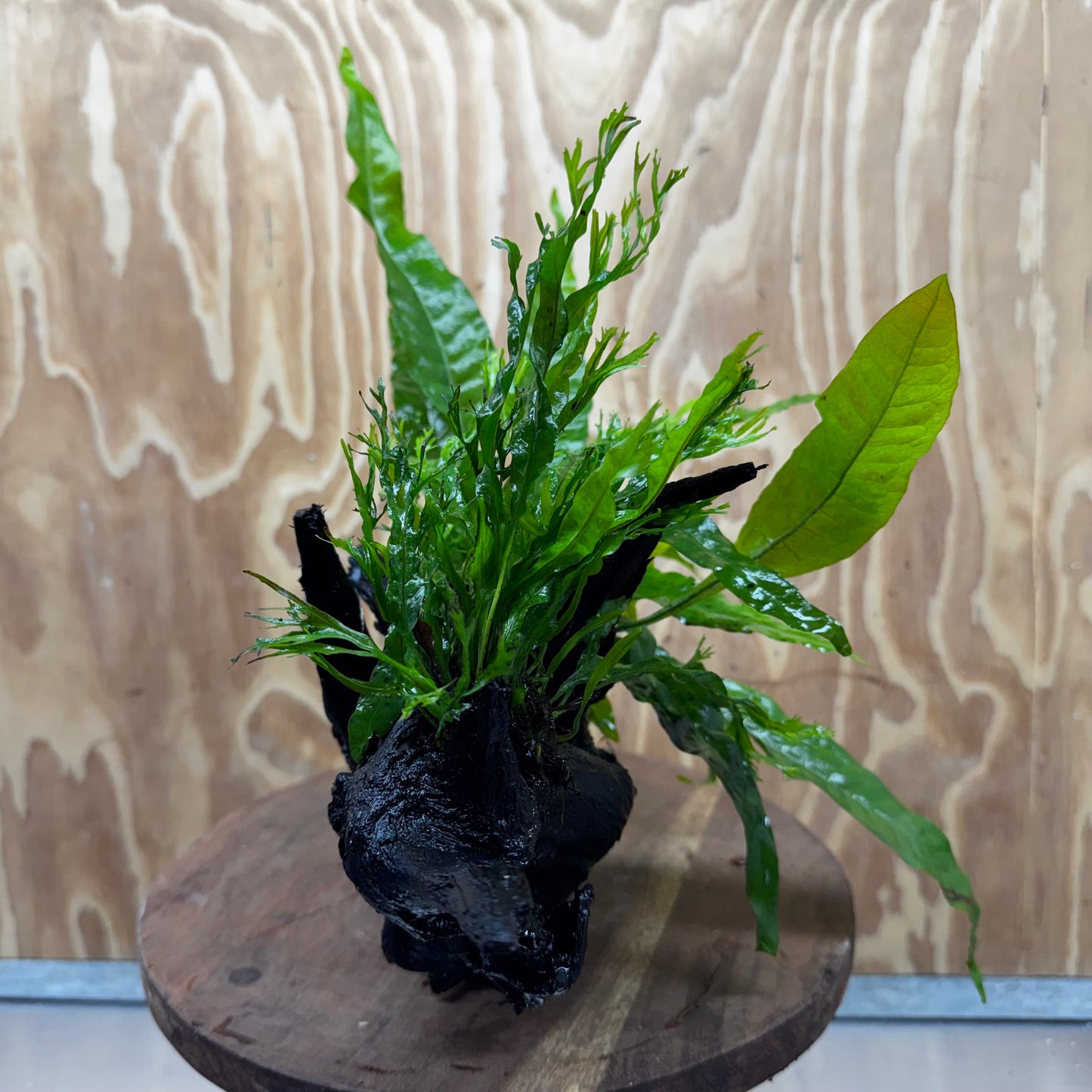 Scapeshop.com.au One Only Double Microsorum - Crested plus Indo (Java Fern) Driftwood Creation - One Only - Tunnel Double Microsorum - Crested plus Indo (Java Fern) Driftwood Creation - One Only - Tunnel