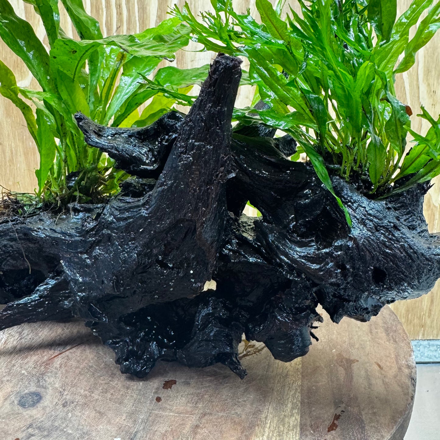 Scapeshop.com.au One Only Double Microsorum - Crested plus Indo (Java Fern) Driftwood Creation - One Only - Tunnel Double Microsorum - Crested plus Indo (Java Fern) Driftwood Creation - One Only - Tunnel