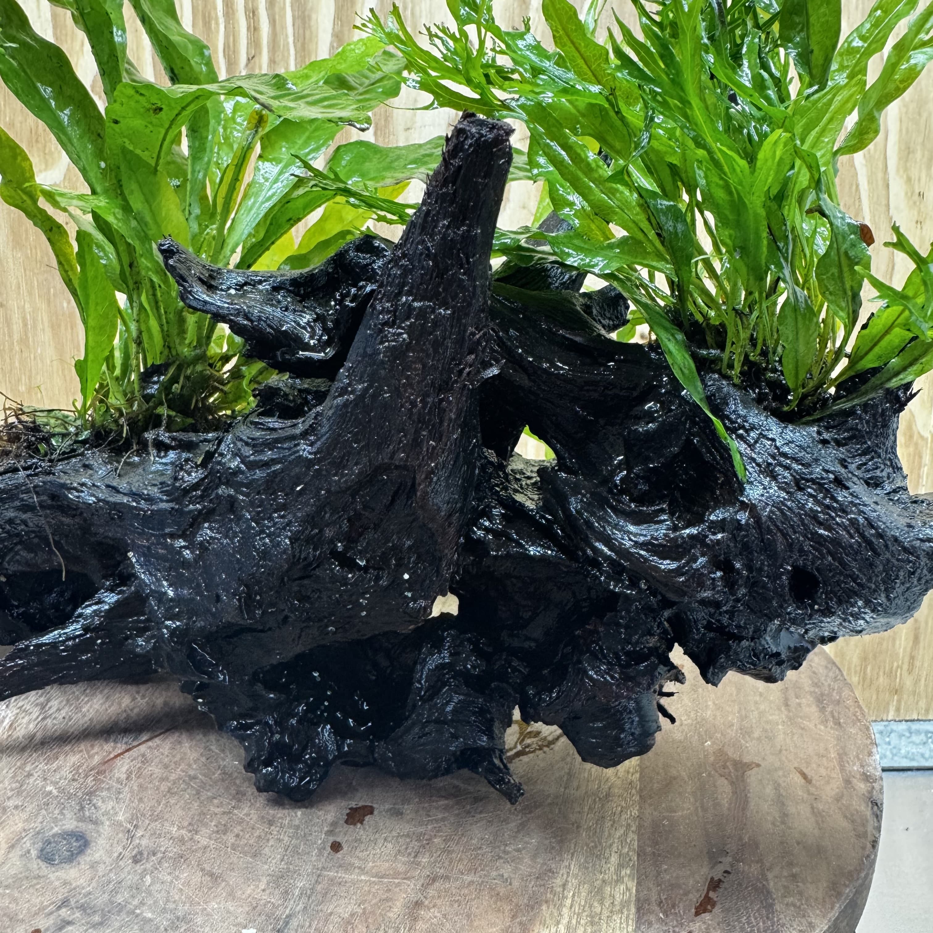 Scapeshop.com.au One Only Double Microsorum - Crested plus Indo (Java Fern) Driftwood Creation - One Only - Tunnel Double Microsorum - Crested plus Indo (Java Fern) Driftwood Creation - One Only - Tunnel