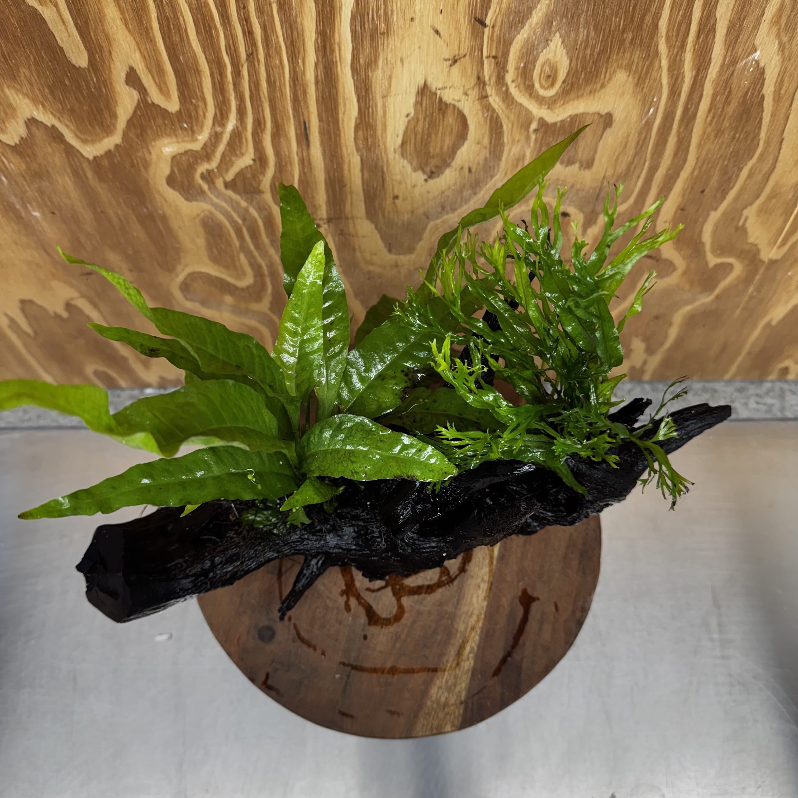 Scapeshop.com.au One Only Double Microsorum - Crested plus Indo (Java Fern) Driftwood Creation - One Only - Tunnel Double Microsorum - Crested plus Indo (Java Fern) Driftwood Creation - One Only - Tunnel