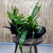 Scapeshop.com.au One Only Double Microsorum - Crested plus Indo (Java Fern) Driftwood Creation - One Only - Tunnel Double Microsorum - Crested plus Indo (Java Fern) Driftwood Creation - One Only - Tunnel