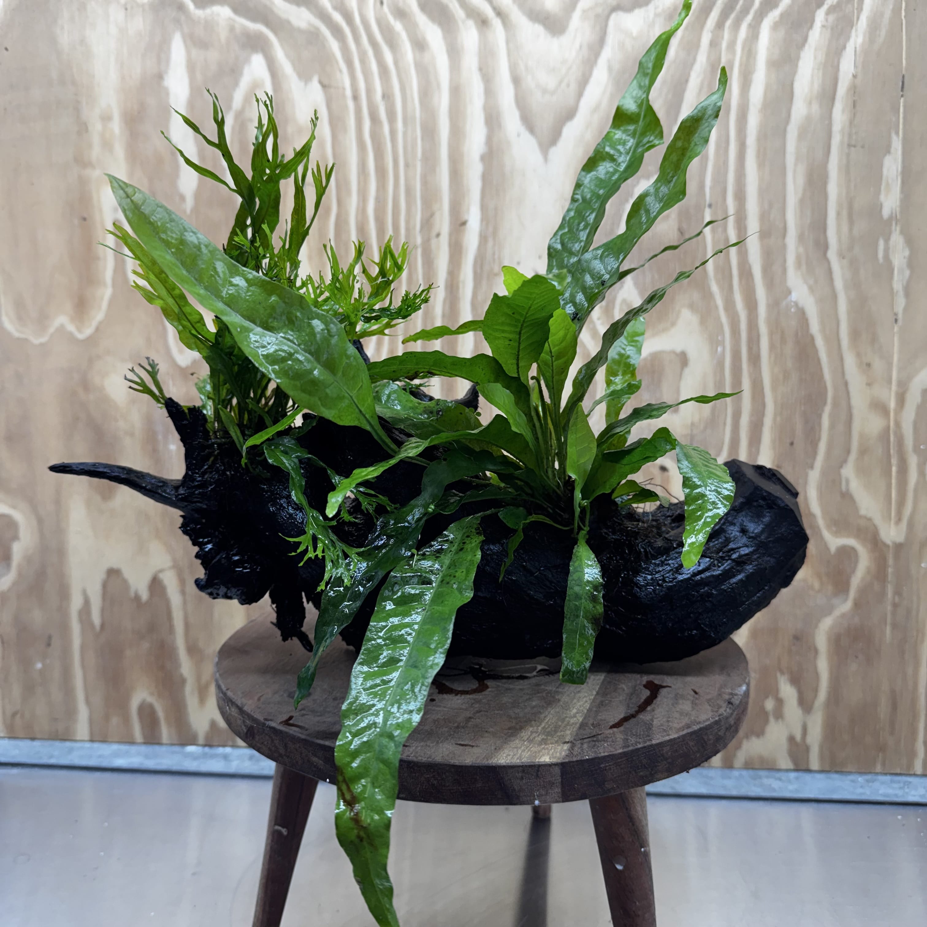 Scapeshop.com.au One Only Double Microsorum - Crested plus Indo (Java Fern) Driftwood Creation - One Only - Tunnel Double Microsorum - Crested plus Indo (Java Fern) Driftwood Creation - One Only - Tunnel