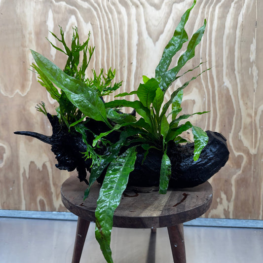 Scapeshop.com.au One Only Double Microsorum - Crested plus Indo (Java Fern) Driftwood Creation - One Only - Tunnel Double Microsorum - Crested plus Indo (Java Fern) Driftwood Creation - One Only - Tunnel