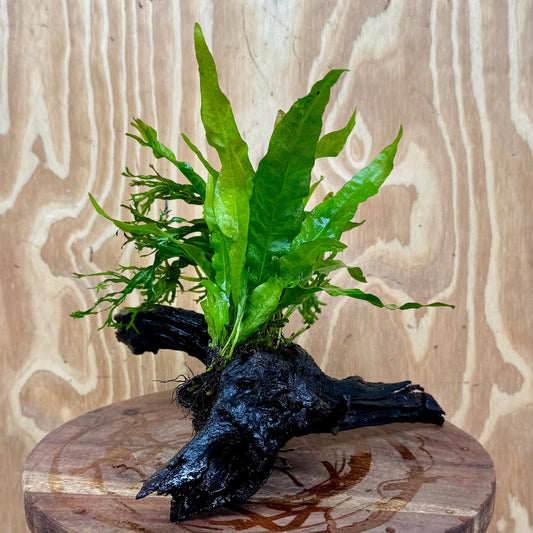 Scapeshop.com.au One Only Double Microsorum - Indo plus Crested (Java Fern) Driftwood Creation - One Only Double Microsorum - Indo plus Crested (Java Fern) Driftwood Creation - One Only