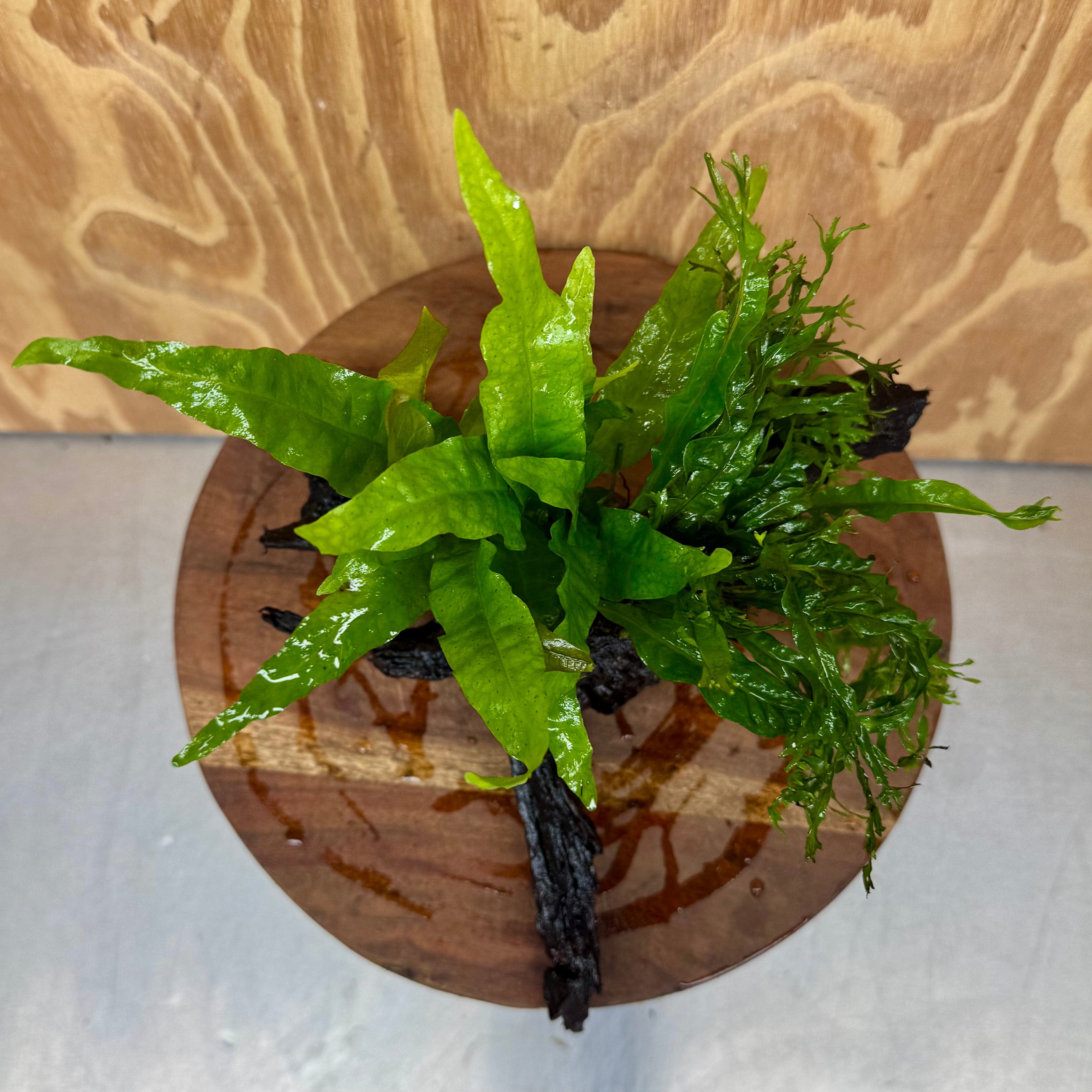 Scapeshop.com.au One Only Double Microsorum - Indo plus Crested (Java Fern) Driftwood Creation - One Only Double Microsorum - Indo plus Crested (Java Fern) Driftwood Creation - One Only