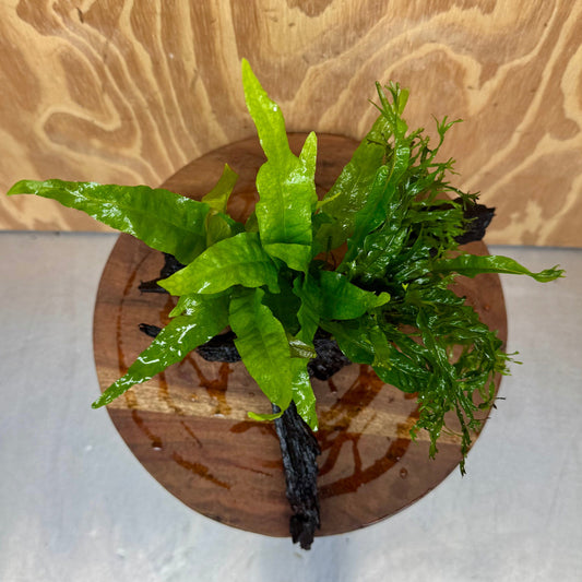 Scapeshop.com.au One Only Double Microsorum - Indo plus Crested (Java Fern) Driftwood Creation - One Only Double Microsorum - Indo plus Crested (Java Fern) Driftwood Creation - One Only