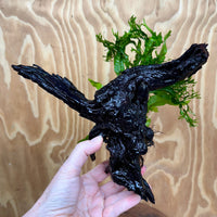 Scapeshop.com.au One Only Double Microsorum - Indo plus Crested (Java Fern) Driftwood Creation - One Only Double Microsorum - Indo plus Crested (Java Fern) Driftwood Creation - One Only