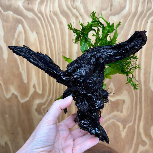 Scapeshop.com.au One Only Double Microsorum - Indo plus Crested (Java Fern) Driftwood Creation - One Only Double Microsorum - Indo plus Crested (Java Fern) Driftwood Creation - One Only