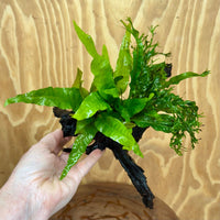 Scapeshop.com.au One Only Double Microsorum - Indo plus Crested (Java Fern) Driftwood Creation - One Only Double Microsorum - Indo plus Crested (Java Fern) Driftwood Creation - One Only
