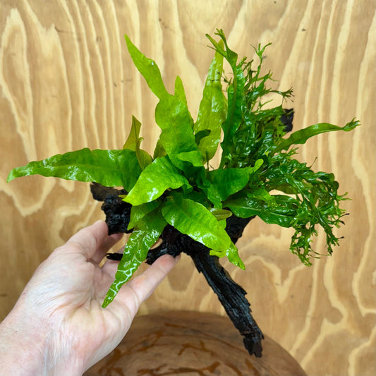 Scapeshop.com.au One Only Double Microsorum - Indo plus Crested (Java Fern) Driftwood Creation - One Only Double Microsorum - Indo plus Crested (Java Fern) Driftwood Creation - One Only