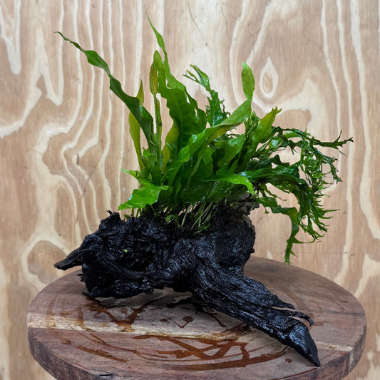 Scapeshop.com.au One Only Double Microsorum - Indo plus Crested (Java Fern) Driftwood Creation - One Only Double Microsorum - Indo plus Crested (Java Fern) Driftwood Creation - One Only