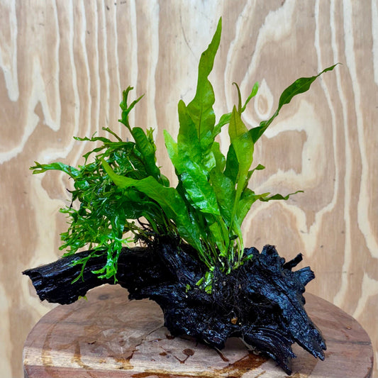 Scapeshop.com.au One Only Double Microsorum - Indo plus Crested (Java Fern) Driftwood Creation - One Only Double Microsorum - Indo plus Crested (Java Fern) Driftwood Creation - One Only