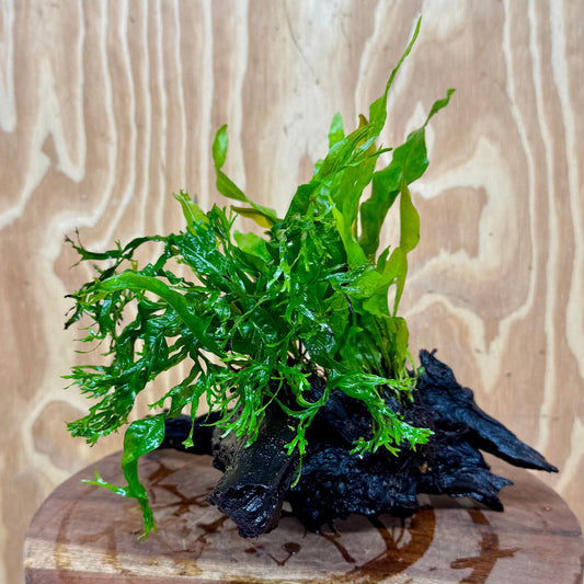 Scapeshop.com.au One Only Double Microsorum - Indo plus Crested (Java Fern) Driftwood Creation - One Only Double Microsorum - Indo plus Crested (Java Fern) Driftwood Creation - One Only