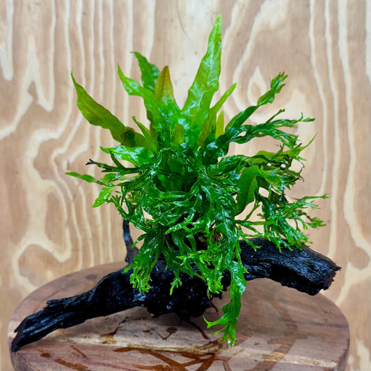 Scapeshop.com.au One Only Double Microsorum - Indo plus Crested (Java Fern) Driftwood Creation - One Only Double Microsorum - Indo plus Crested (Java Fern) Driftwood Creation - One Only