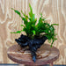 Scapeshop.com.au One Only Double Microsorum - Indo plus Crested (Java Fern) Driftwood Creation - One Only Double Microsorum - Indo plus Crested (Java Fern) Driftwood Creation - One Only