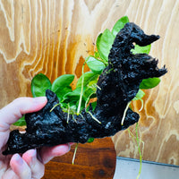 Scapeshop.com.au One Only Double Nana Anubias Driftwood Creation - One Only - Beautiful Double Nana Anubias Driftwood Creation - One Only - Beautiful