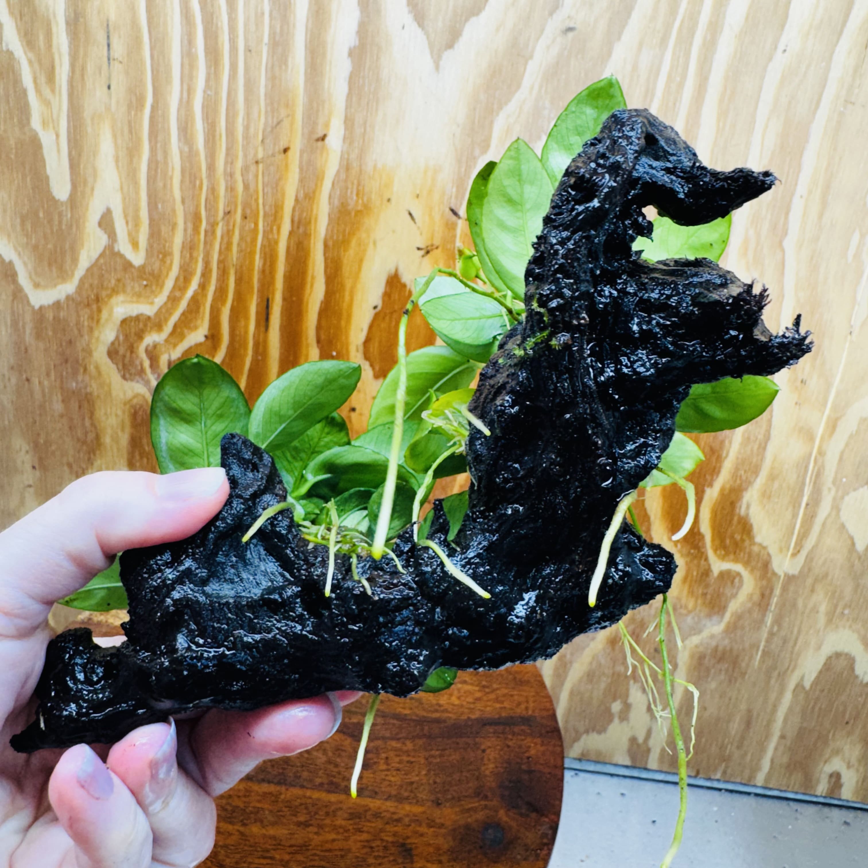 Scapeshop.com.au One Only Double Nana Anubias Driftwood Creation - One Only - Beautiful Double Nana Anubias Driftwood Creation - One Only - Beautiful