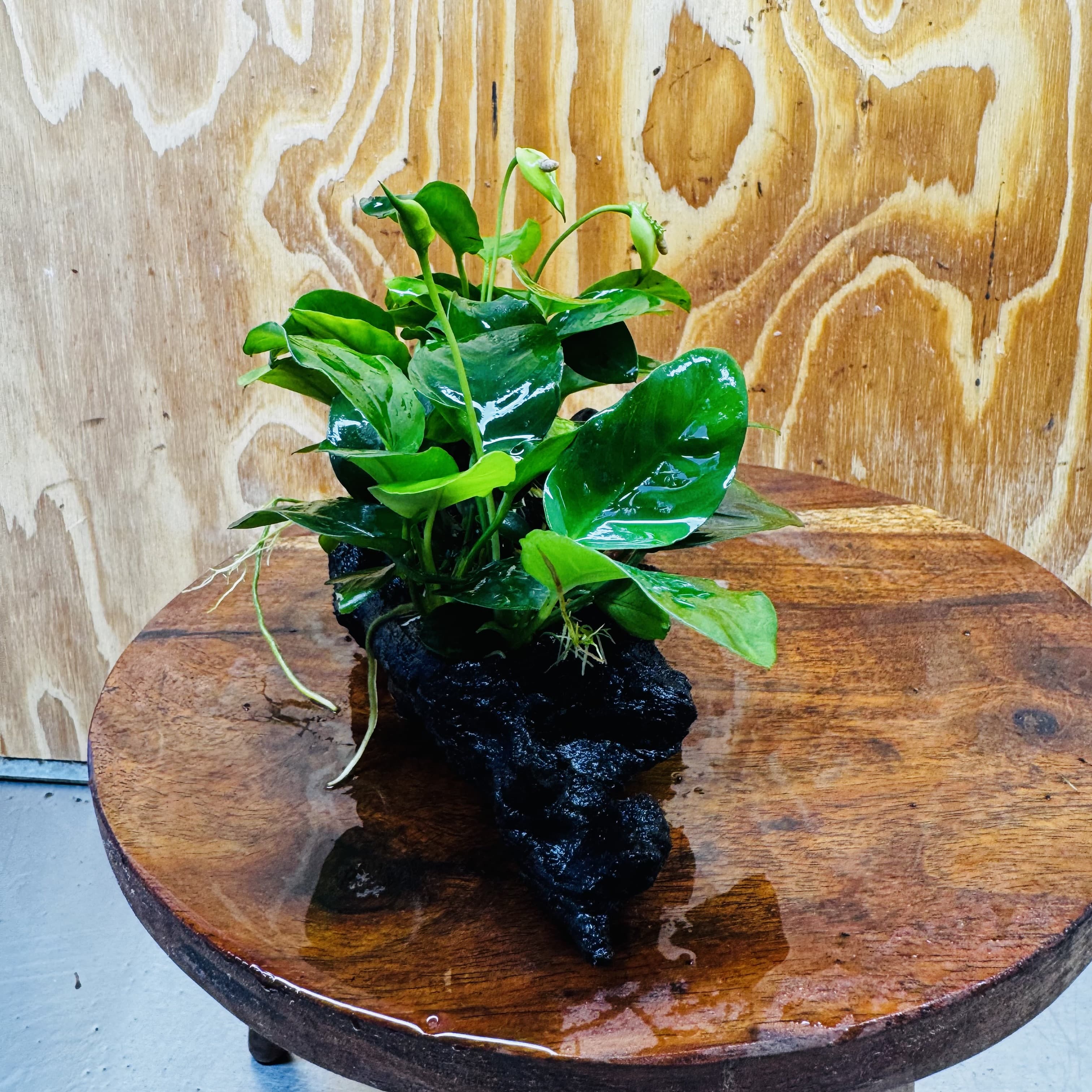 Scapeshop.com.au One Only Double Nana Anubias Driftwood Creation - One Only - Beautiful Double Nana Anubias Driftwood Creation - One Only - Beautiful