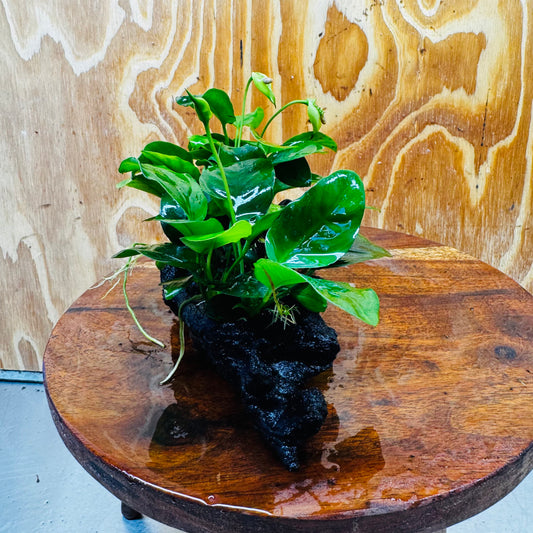 Scapeshop.com.au One Only Double Nana Anubias Driftwood Creation - One Only - Beautiful Double Nana Anubias Driftwood Creation - One Only - Beautiful