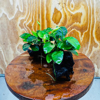 Scapeshop.com.au One Only Double Nana Anubias Driftwood Creation - One Only - Beautiful Double Nana Anubias Driftwood Creation - One Only - Beautiful