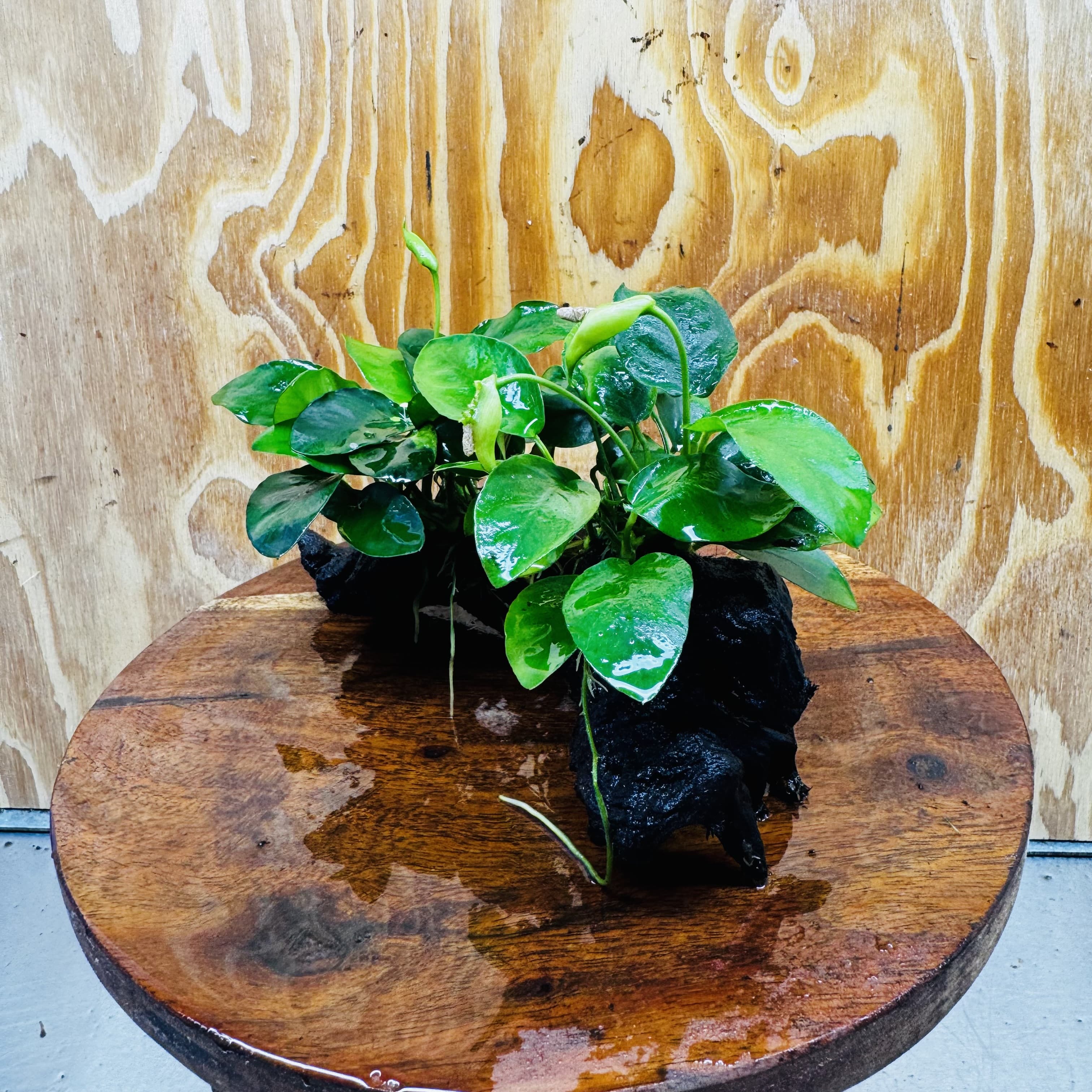 Scapeshop.com.au One Only Double Nana Anubias Driftwood Creation - One Only - Beautiful Double Nana Anubias Driftwood Creation - One Only - Beautiful
