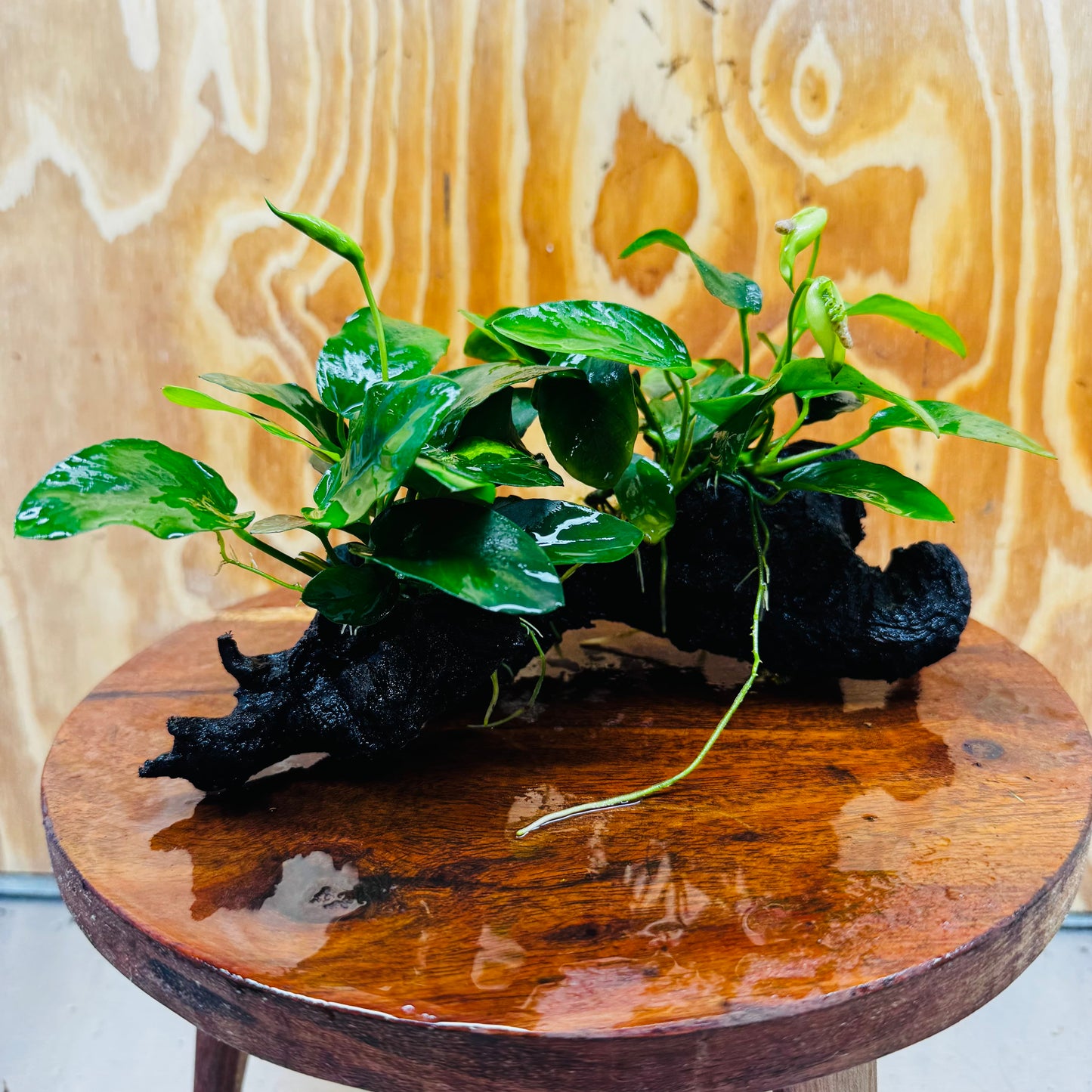Scapeshop.com.au One Only Double Nana Anubias Driftwood Creation - One Only - Beautiful Double Nana Anubias Driftwood Creation - One Only - Beautiful