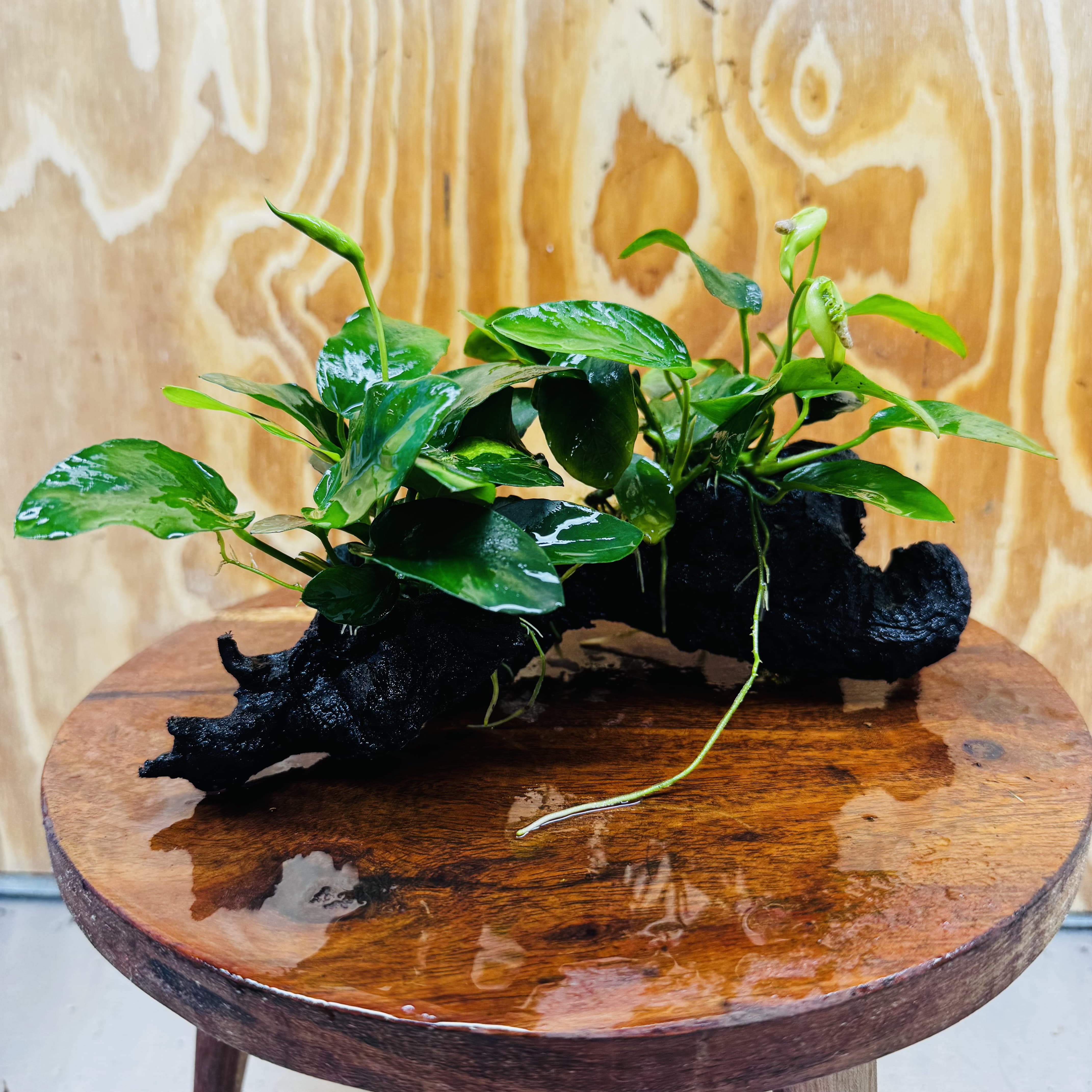 Scapeshop.com.au One Only Double Nana Anubias Driftwood Creation - One Only - Beautiful Double Nana Anubias Driftwood Creation - One Only - Beautiful