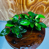 Scapeshop.com.au One Only Double Nana Anubias Driftwood Creation - One Only - Beautiful Double Nana Anubias Driftwood Creation - One Only - Beautiful