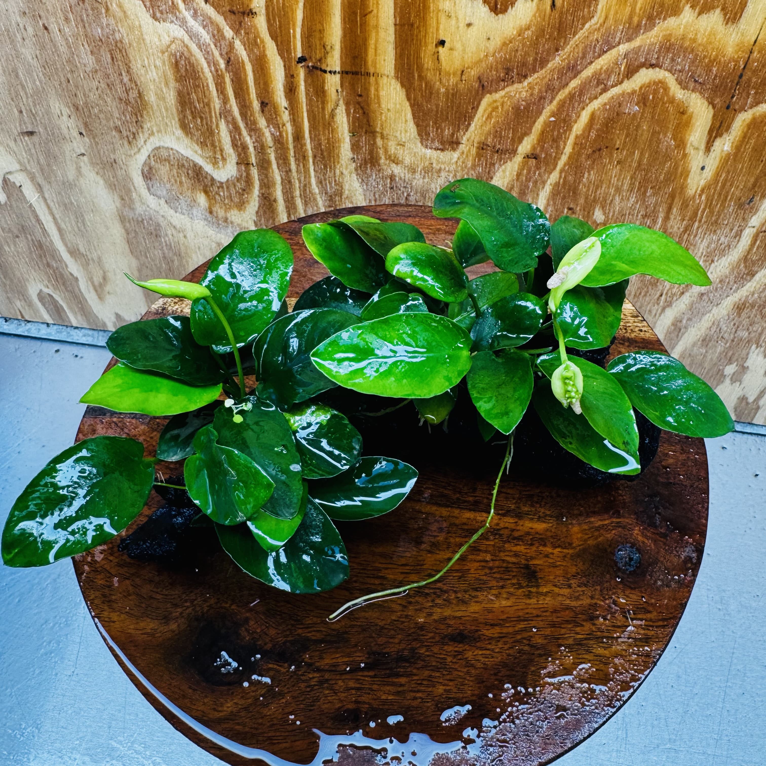 Scapeshop.com.au One Only Double Nana Anubias Driftwood Creation - One Only - Beautiful Double Nana Anubias Driftwood Creation - One Only - Beautiful