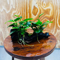 Scapeshop.com.au One Only Double Nana Anubias Driftwood Creation - One Only - Beautiful Double Nana Anubias Driftwood Creation - One Only - Beautiful