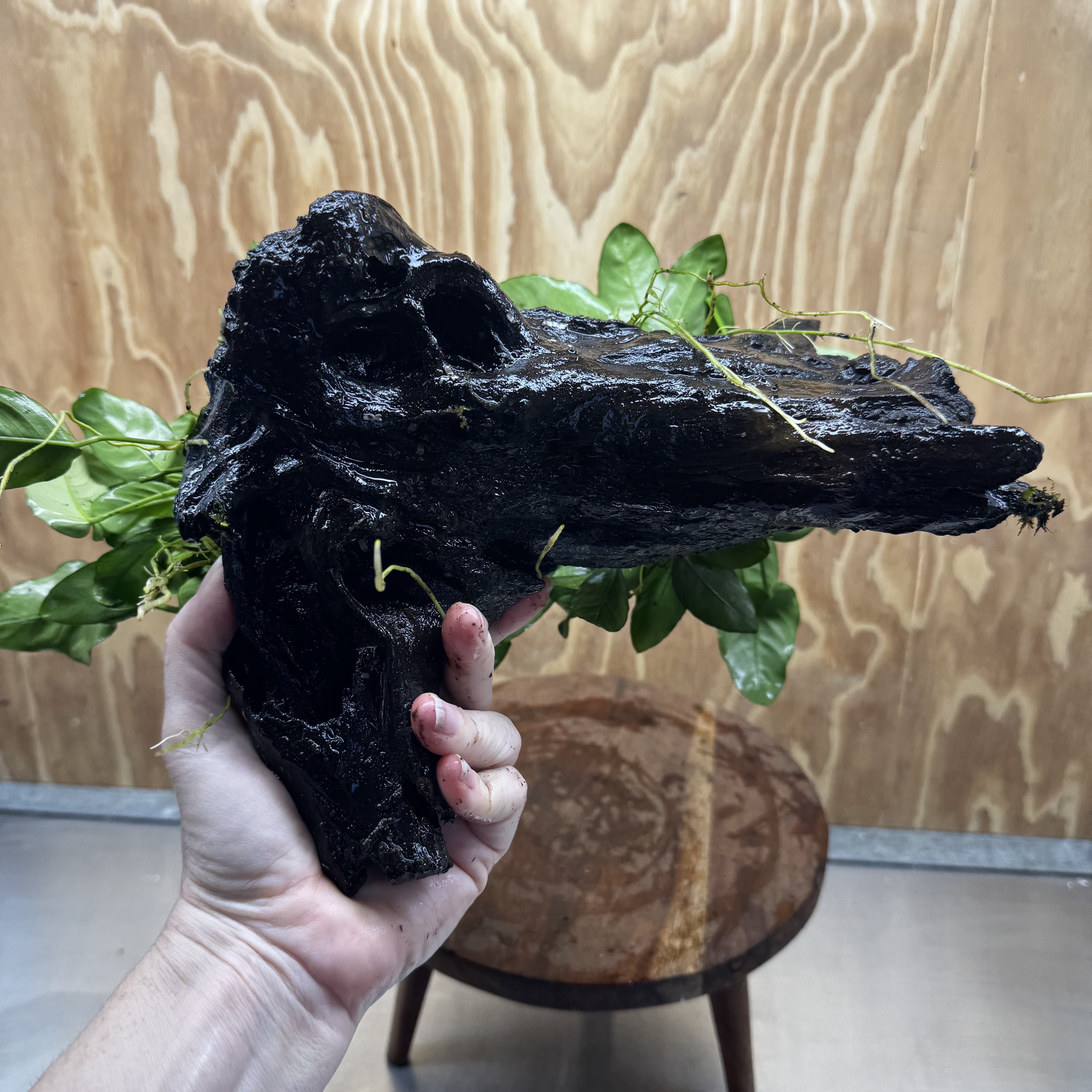 Scapeshop.com.au One Only Double Nana Anubias Driftwood Creation - One Only - Beautiful Double Nana Anubias Driftwood Creation - One Only - Beautiful
