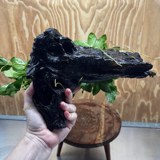 Scapeshop.com.au One Only Double Nana Anubias Driftwood Creation - One Only - Beautiful Double Nana Anubias Driftwood Creation - One Only - Beautiful