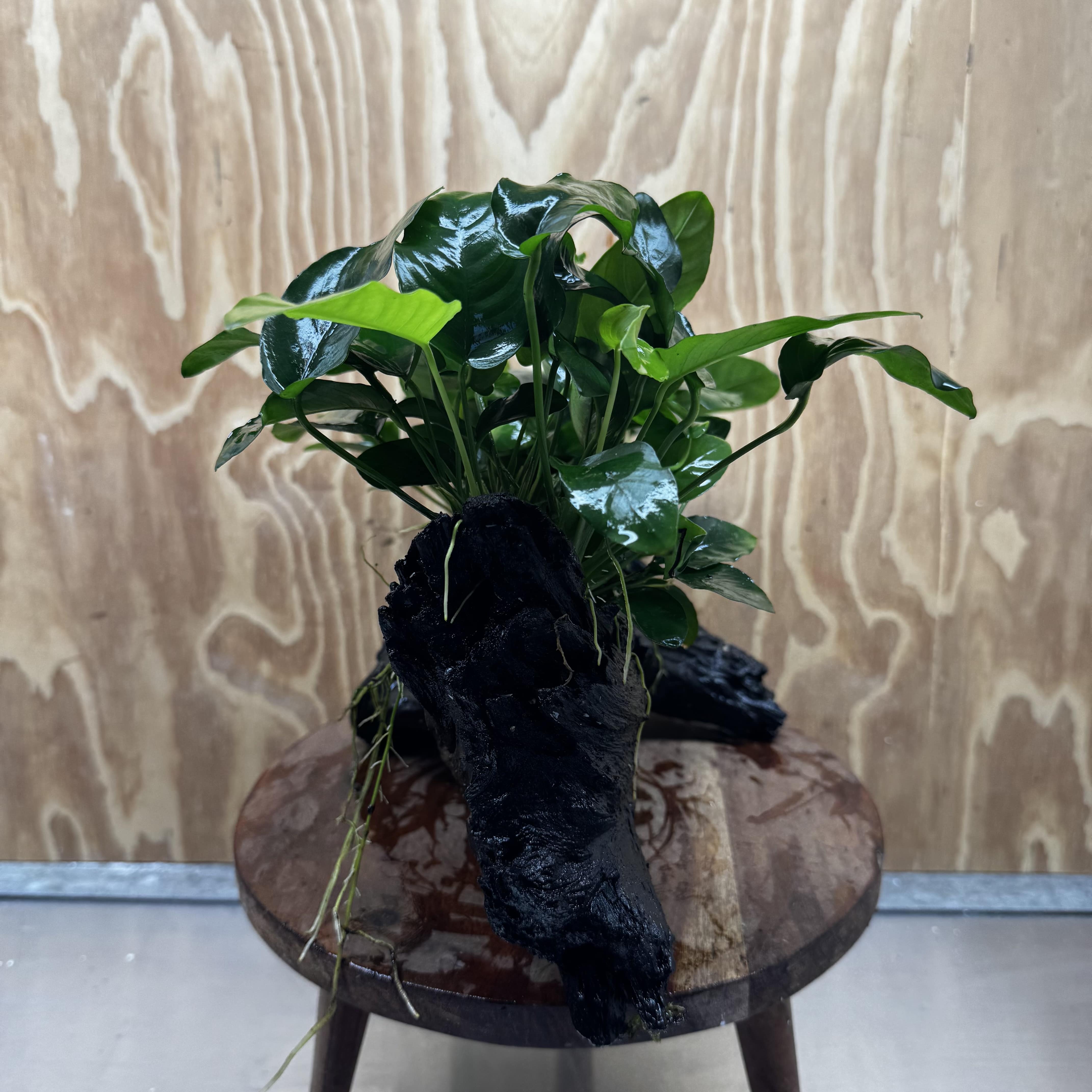 Scapeshop.com.au One Only Double Nana Anubias Driftwood Creation - One Only - Beautiful Double Nana Anubias Driftwood Creation - One Only - Beautiful