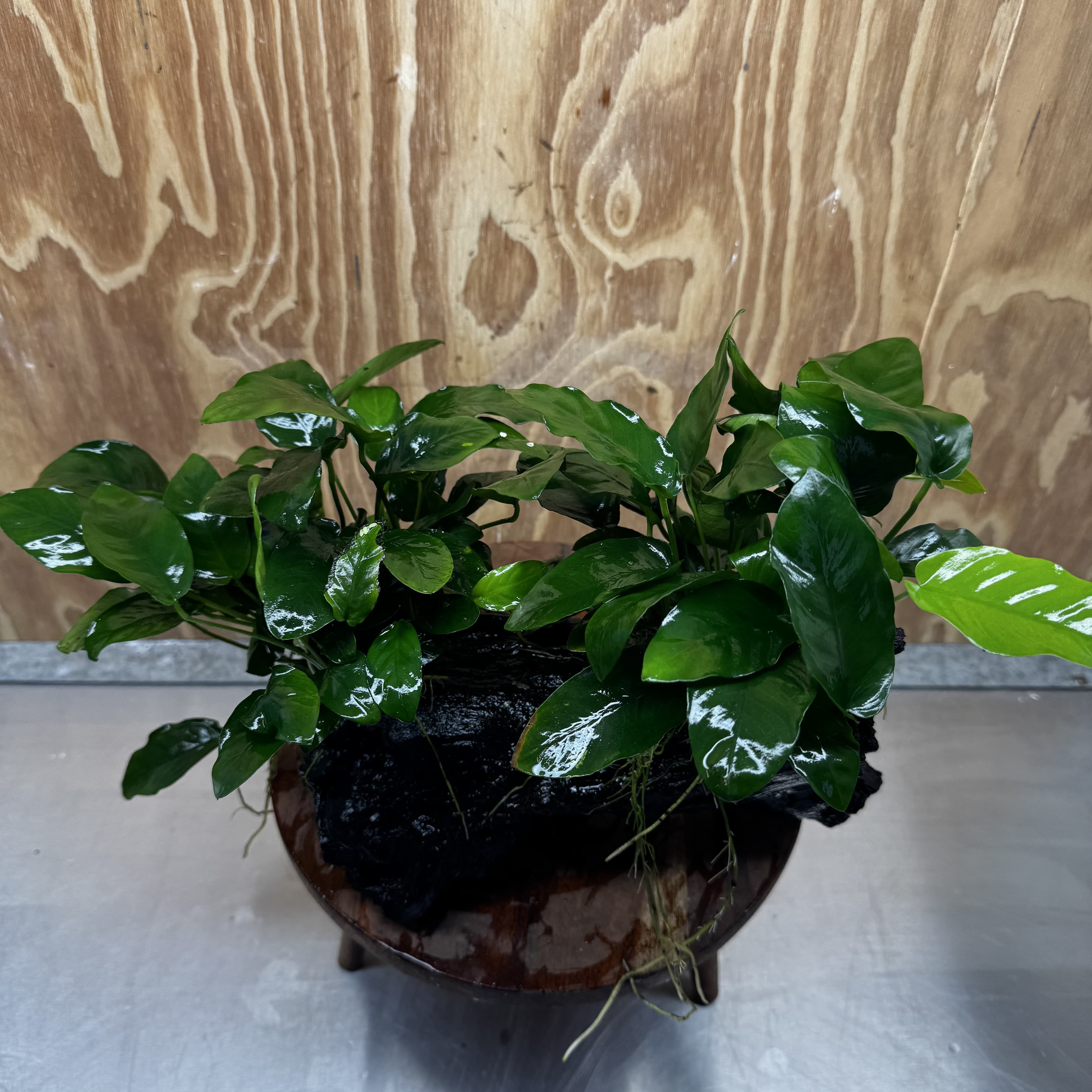 Scapeshop.com.au One Only Double Nana Anubias Driftwood Creation - One Only - Beautiful Double Nana Anubias Driftwood Creation - One Only - Beautiful