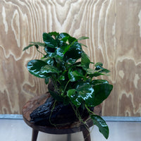 Scapeshop.com.au One Only Double Nana Anubias Driftwood Creation - One Only - Beautiful Double Nana Anubias Driftwood Creation - One Only - Beautiful