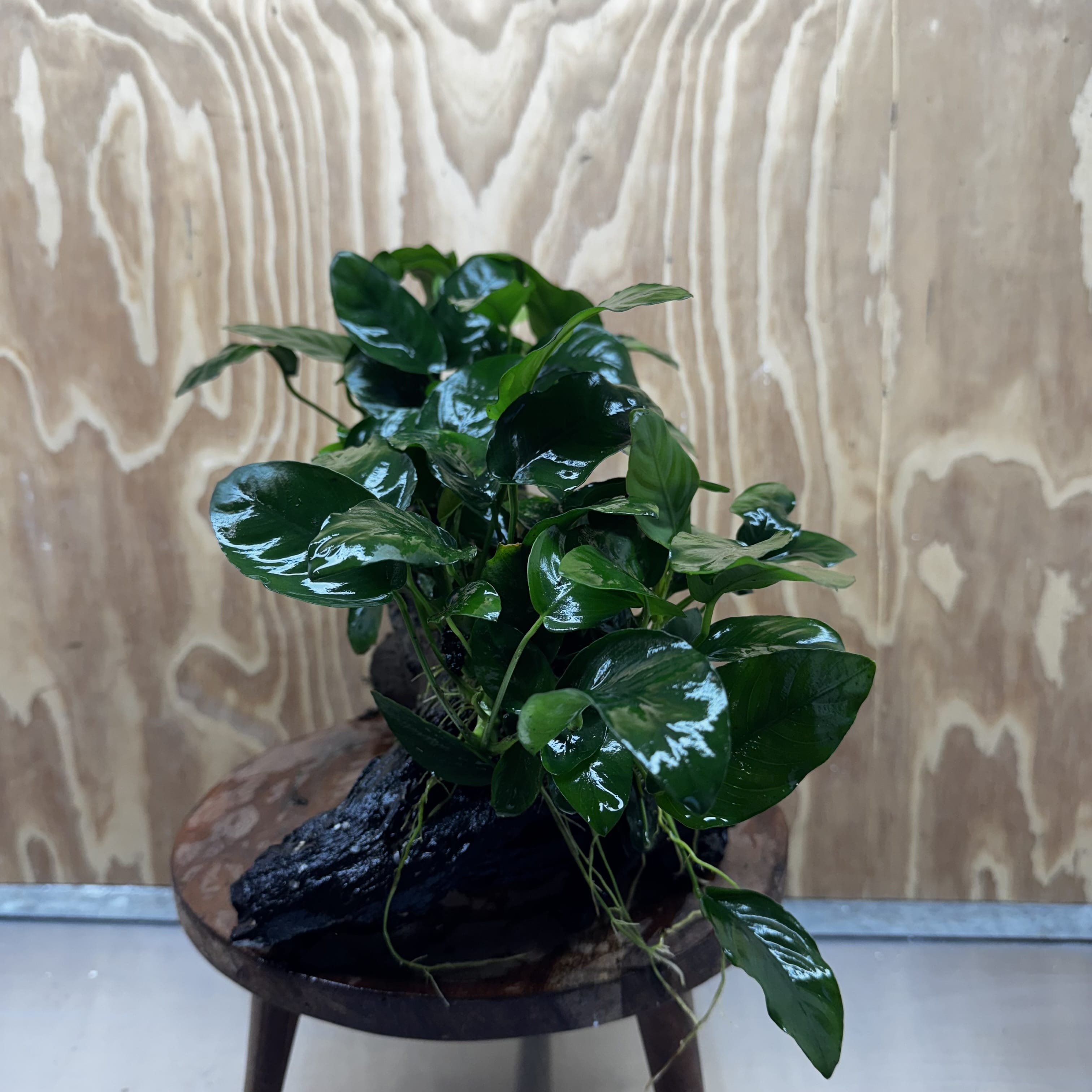 Scapeshop.com.au One Only Double Nana Anubias Driftwood Creation - One Only - Beautiful Double Nana Anubias Driftwood Creation - One Only - Beautiful