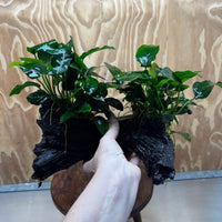 Scapeshop.com.au One Only Double Nana Anubias Driftwood Creation - One Only - Beautiful Double Nana Anubias Driftwood Creation - One Only - Beautiful