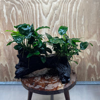 Scapeshop.com.au One Only Double Nana Anubias Driftwood Creation - One Only - Beautiful Double Nana Anubias Driftwood Creation - One Only - Beautiful