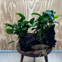 Scapeshop.com.au One Only Double Nana Anubias Driftwood Creation - One Only - Beautiful Double Nana Anubias Driftwood Creation - One Only - Beautiful