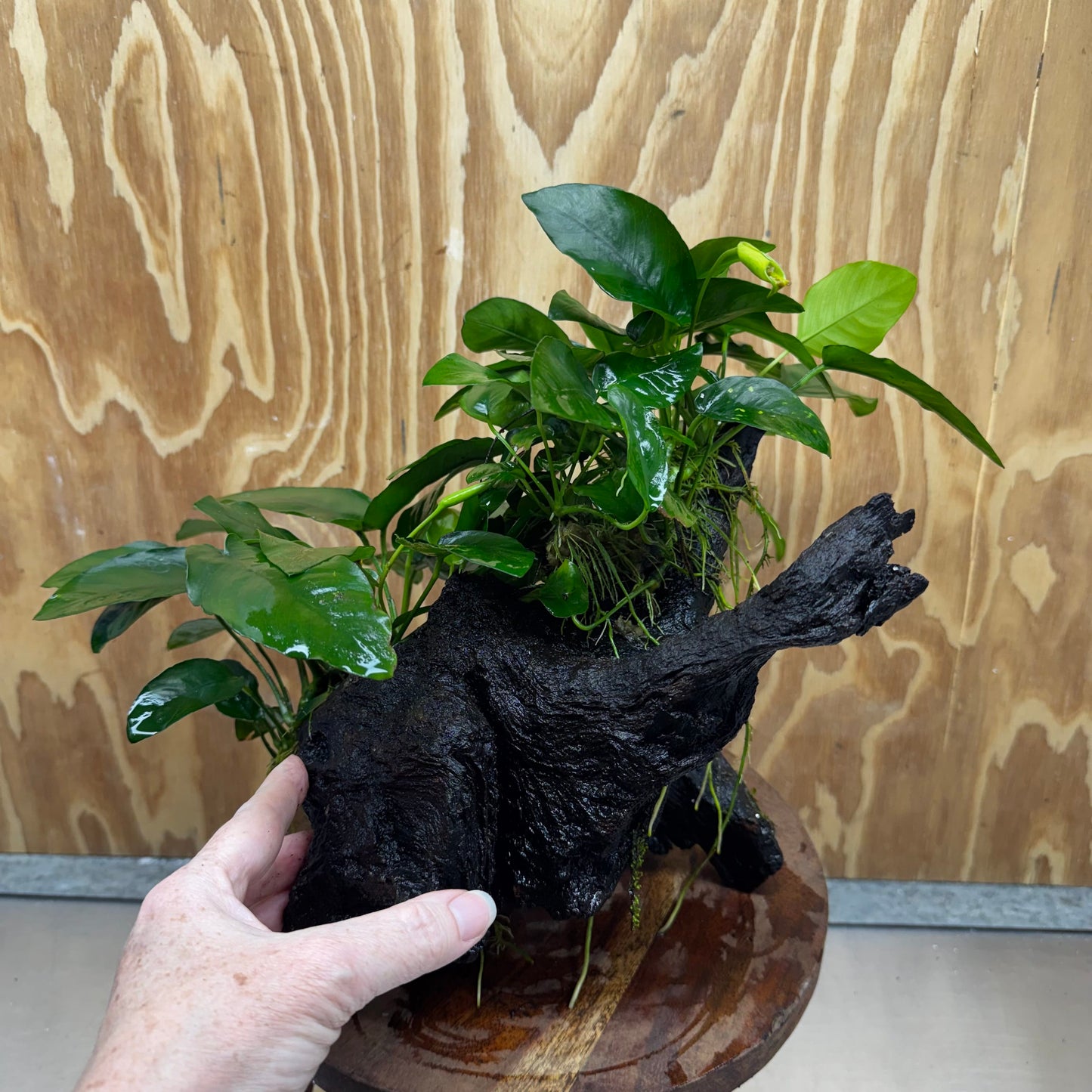 Scapeshop.com.au One Only Double Nana Anubias Driftwood Creation - One Only - Bold Double Nana Anubias Driftwood Creation - One Only - Bold