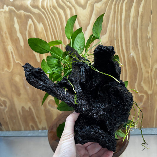 Scapeshop.com.au One Only Double Nana Anubias Driftwood Creation - One Only - Bold Double Nana Anubias Driftwood Creation - One Only - Bold